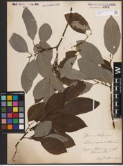 Foto von Salix caprea L. x Salix silesiaca Willd.
